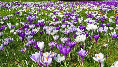 Crocus Flower – Meaning, Symbolism and Colors