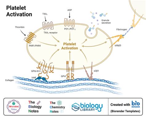 Platelet Structure And Function