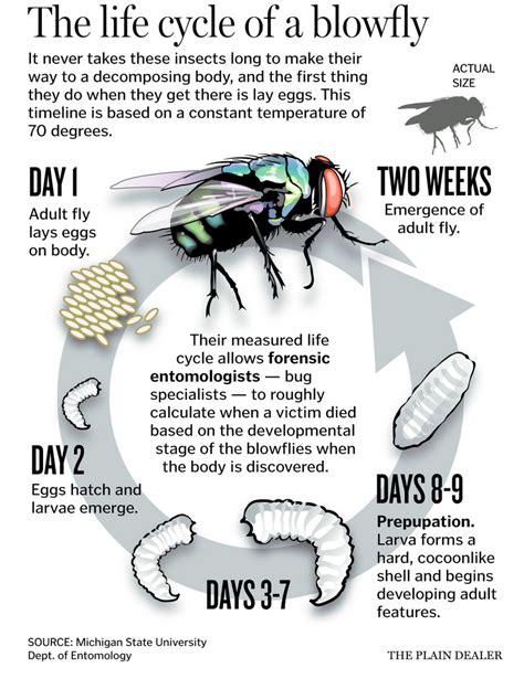 What is Forensic Entomology? — DNA Project – South Africa