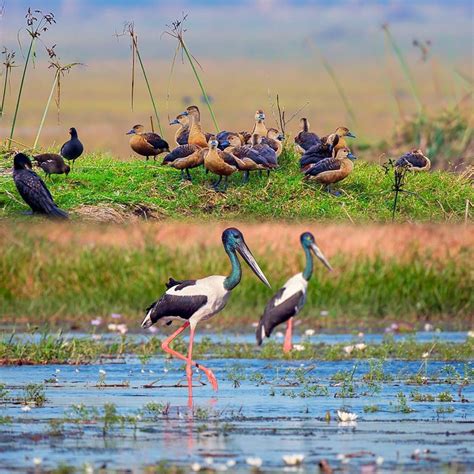 Bharatpur Bird Sanctuary