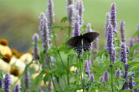 Hyssop Plant: Best Varieties, Growing Guide, Care, Problems, and Harvest