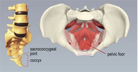 M.A.T. for Coccyx Release | SHIFT Fitness & Massage