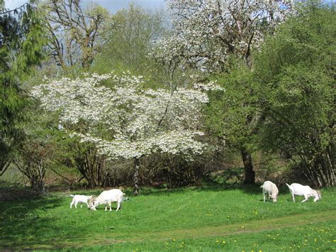 Goats and Blossoms | We have fifteen goats, at the moment (2… | Flickr
