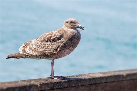 Brown Seagull | Flickr - Photo Sharing!