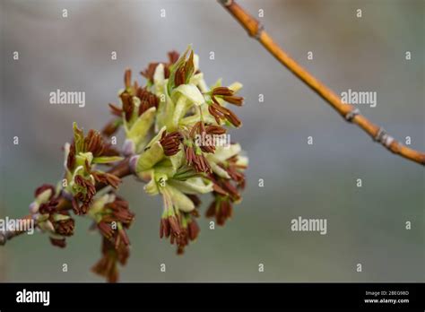 Box elder maple hi-res stock photography and images - Alamy