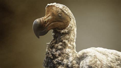 Dodo De-Extinction: How Scientists Plan to Resurrect an Iconic Species ...