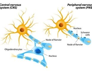 Small Fiber Neuropathy Diagnosis and Treatment