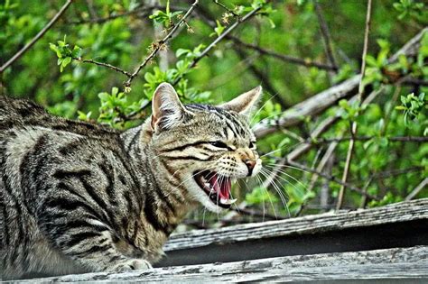 11 Cat Sounds - And What They Mean! - The Purrington Post