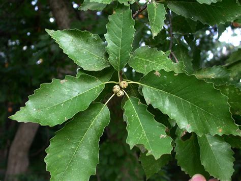 Chinkapin Oak (Quercus muehlenbergii) - Great Plains Nursery