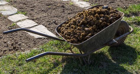 What Plants Don't Like Horse Manure? (Mucky Business!)