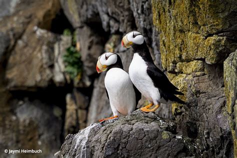 Horned puffins near Katmai National Park, Alaska Katmai National Park ...