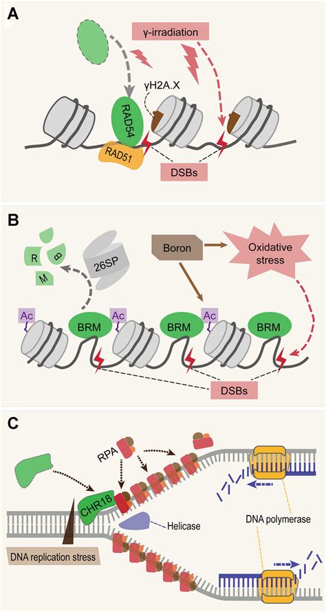 Chromatin remodeling factors (CHRs) regulate stressinduced DNA damage... | Download Scientific ...