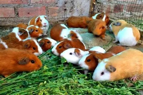 Everything you need to know about the Peruvian Guinea Pig - Get Petbox