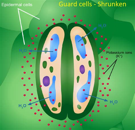 What are guard cells? Explain their role in regulating transpiration