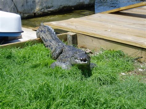 Spring Time Florida Keys American Crocodile Mating Season