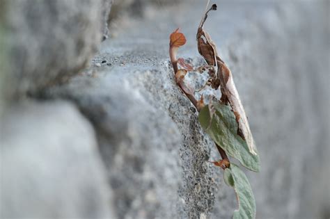 Ghost mantis,praying mantis,camouflage,camo,insect - free image from ...