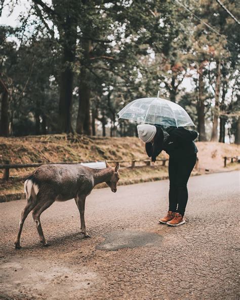 @Visit Japan: Keen to meet the famous bowing deer of Nara Park ...