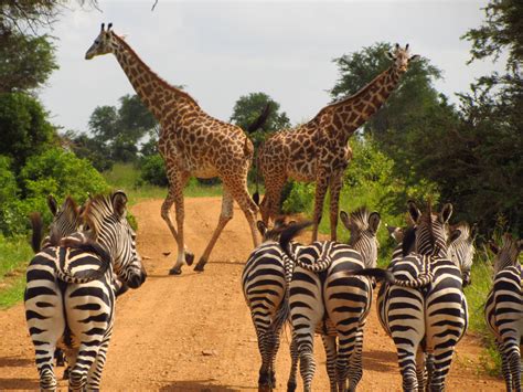 Visit Mikumi National Park | Safari & tour in a truly exotic landscape