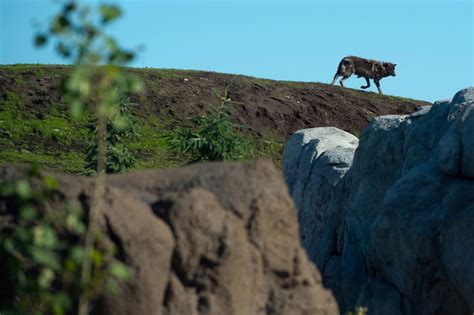 Winnipeg zoo wolves dig tunnel to get into polar bear enclosure | CTV News