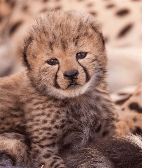 Exploring 6 Amazing Baby Cheetah Facts You Need to Know - Animal Corner