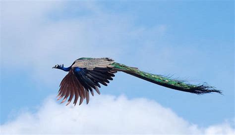 Photography Today: Friday's Flying Peacocks