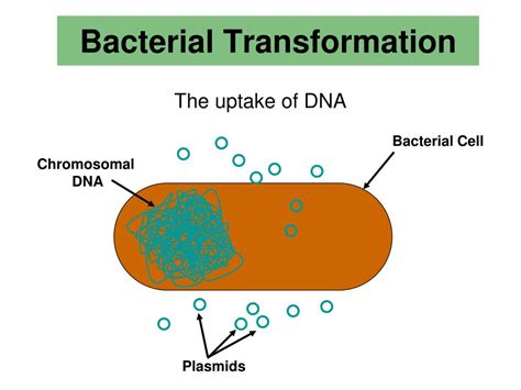 PPT - pGLO Transformation LAB AP LAB 6 PowerPoint Presentation, free ...