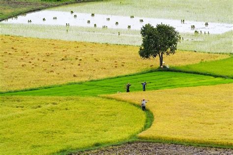 Vietnam Paddy Field #Travel #VietNam #MekongDelta | Sơn, Cánh