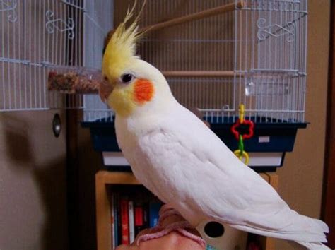 Cockatiel Names – The 300 Most Popular Names for Cockatiels | PetPress