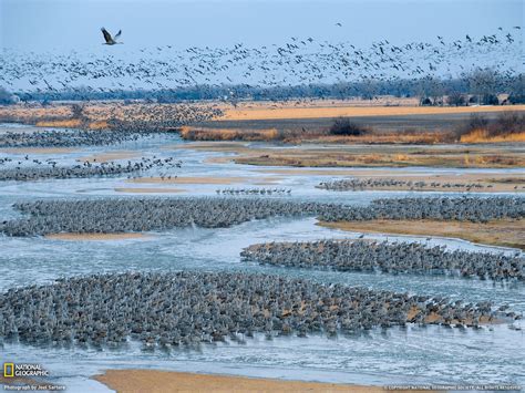 Sandhill Cranes, Platte River | National geographic photos, Nebraska, Nature