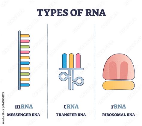 Mrna Trna Rrna Structure