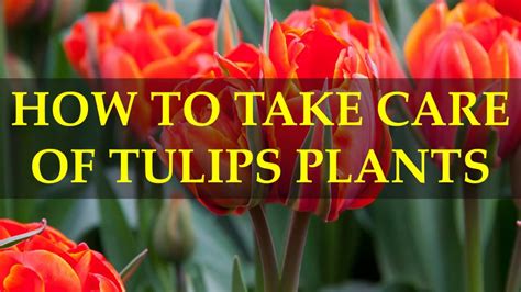 HOW TO TAKE CARE OF TULIPS PLANTS - YouTube