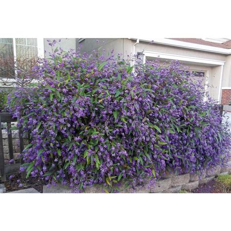 Hardenbergia violacea 'Happy Wanderer' | Backyard plants, Australian native plants, Happy wanderers