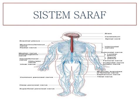 Sistem Saraf Pada Manusia dan Fungsinya - berbagaireviews.com