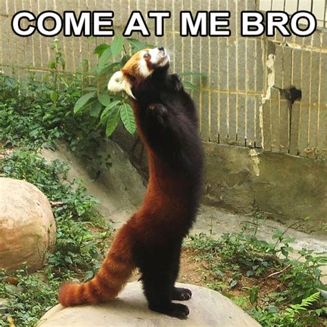 Come at me bro! Red Panda edition. | Come At Me Bro | Know Your Meme