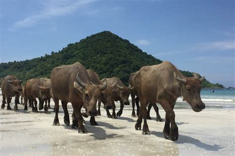 Water Buffalo Facts: Discover An Important Asian Domestic Animal