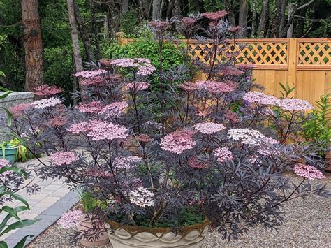 Photo of the entire plant of Elderberry (Sambucus nigra Black Lace™) posted by Joy - Garden.org