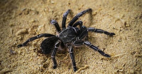 "Game-changer"? Tarantula venom may yield powerful pain medication to ...