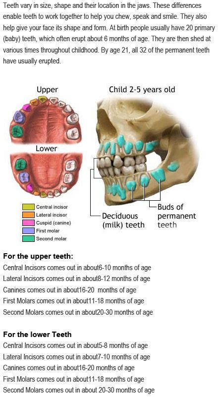 Primary teeth eruption chart | Childhood Education