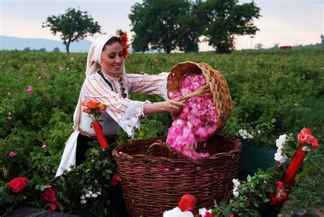 Bulgaria is the world’s largest producer of organic rose and lavender ...