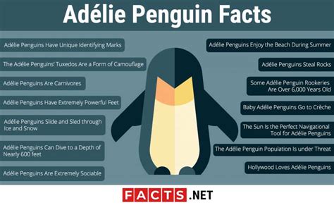 14 Facts about Adélie Penguins - Lifespan, Habitat, Diet & More | Facts.net