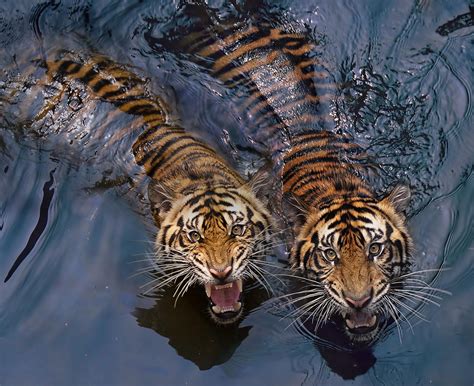 🔥Tigers in the Water🔥 : r/NatureIsFuckingLit