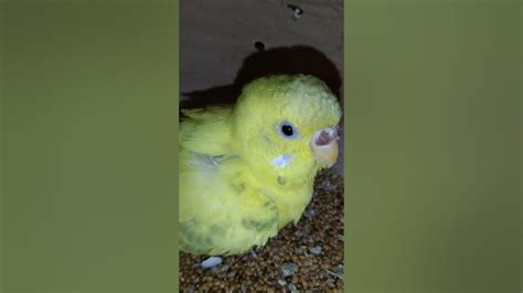 Angry budgie bird..02 - YouTube