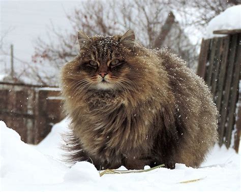 “Millions” of Majestic Siberian Cats Live in Couple’s Farm-Turned-Catland