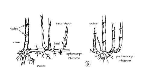 Bamboo Morphology: 9 Parts of the bamboo plant - Bambu Batu