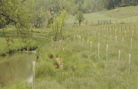 Harvesting vegetation on riparian buffers barely reduces water-quality benefits