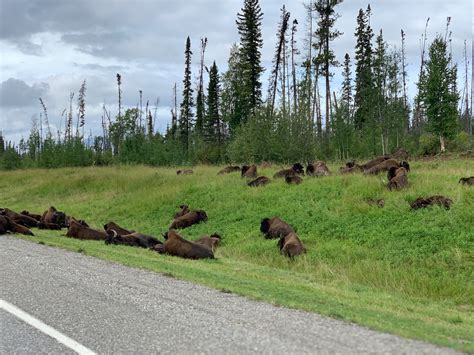 The Liard bison herd | Jenn | Flickr