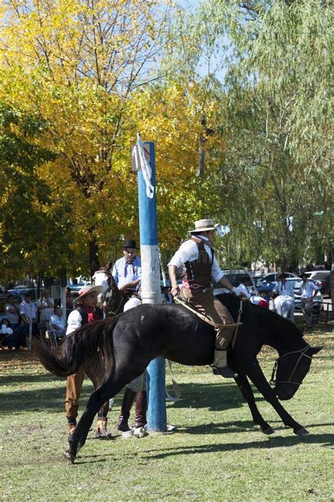 Gaucho- Cowboy-riding Wild Horse Jumping Jumping in a Rodeo in Argentina Patron Saint Festival ...