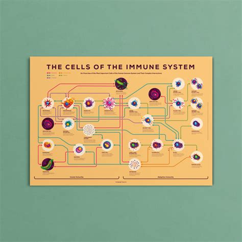 Immune Infographic Poster – in a nutshell – kurzgesagt