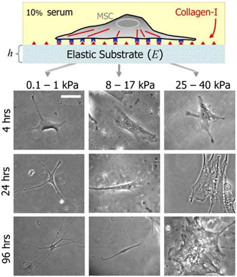 Recent advance in surface modification for regulating cell adhesion and ...