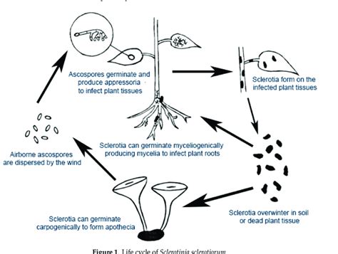 Life cycle of Sclerotinia sclerotiorum. | Download Scientific Diagram